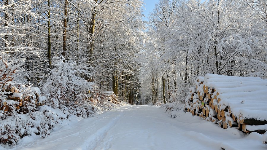 vinter gråsten skov 8